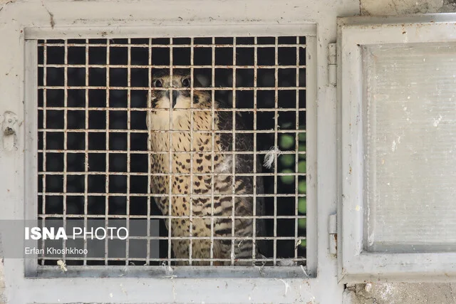 از کافی‌شاپ قدیمی تا پناهگاه حیوانات؛ روایت ناگفته از کلینیک حیات وحش پردیسان و چالش‌هایش