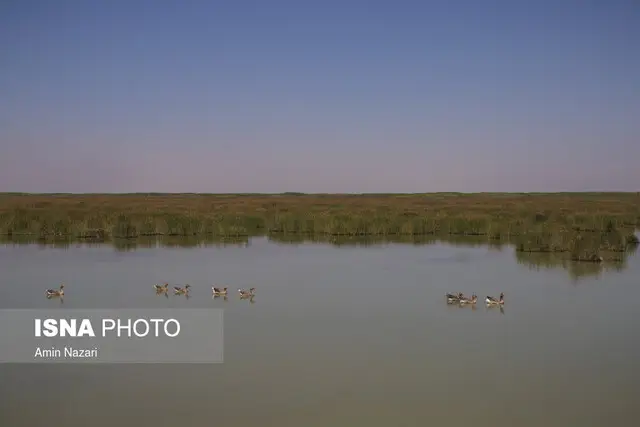 درگیری نفس‌گیر شکارچی متخلف با محیط‌بانان در تالاب میانگران؛ تهدید جانی در کمین!