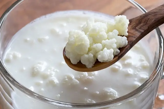 کفیر چگونه روند پیری را معکوس می‌کند؟ کشف جدید دانشمندان ژاپنی