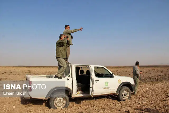 پایش میدانی حیات‌وحش در خرمنه‌سر طارم؛ راز پایداری هزار رأس کل و بز در زیستگاه پلنگ ایرانی