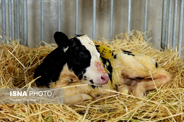 دولت مأموریت ویژه‌ای به دانشگاه تهران داد: امنیت غذایی دام در اولویت جدید!