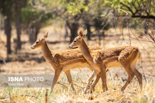 تخمین و سرشماری جمعیت گوزن زرد ایرانی در پارک ملی دز 