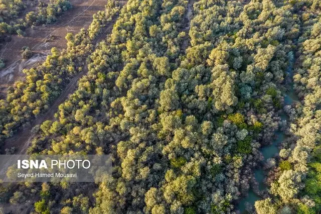 بازگشت شگفت‌انگیز اراضی تصرف‌شده دز به آغوش طبیعت؛ برنامه‌ای نو برای احیای زیست‌بوم ارزشمند