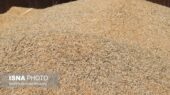 امسال چقدر گندم خارجی خریدیم؟