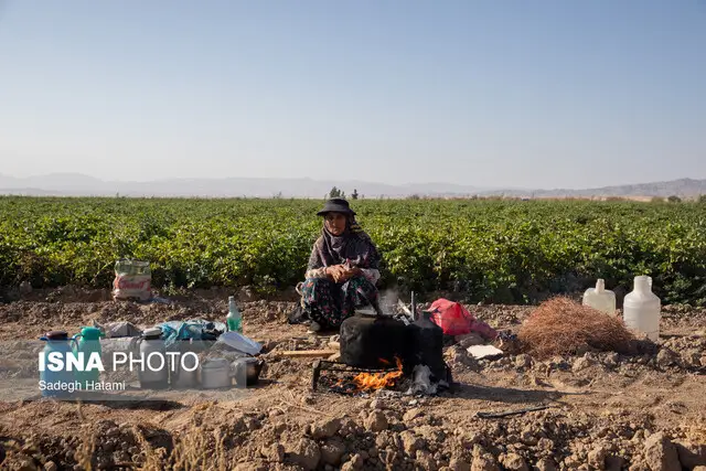 باران سیل‌آسا ۵۰۰ هکتار مزارع گوجه‌فرنگی دیّر را در معرض خطر جدی قرار داد!