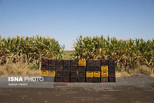 تگرگ سهمگین ۴۰۰ هکتار مزارع گوجه دیّر را ویران کرد؛ خسارتی که هنوز برآورد نشده!