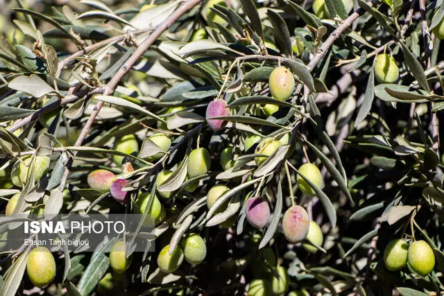 زنجان؛ صدرنشین بی‌چون‌وچرای تولید زیتون در ایران با سهمی شگفت‌انگیز ۵۰ درصدی