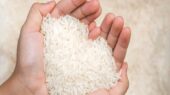 برنج هندی ارزان شد؛ آیا برنج ایرانی هم در مسیر کاهش قیمت است؟