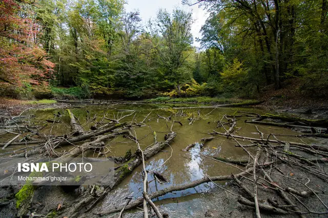 آیا «بیمارپروری» جنگل‌ها، تهدیدی پنهان برای اکوسیستم است؟
