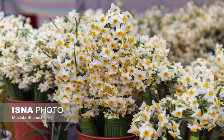 هفتمین جشنواره گل نرگس خفر؛ فرصتی بی‌نظیر برای دیدن شکوفه‌های بهشتی و صنایع‌دستی محلی