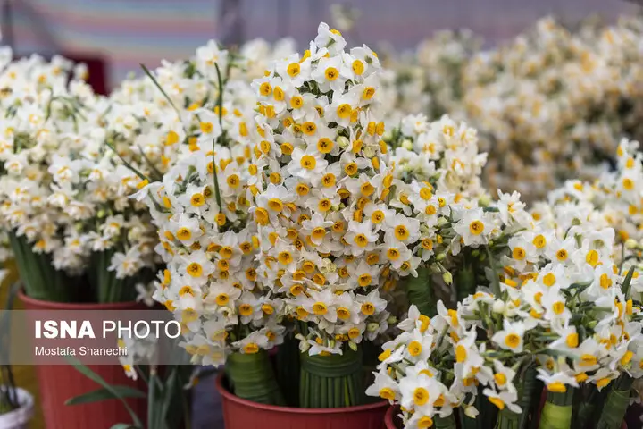 هفتمین جشنواره گل نرگس خفر؛ فرصتی بی‌نظیر برای دیدن شکوفه‌های بهشتی و صنایع‌دستی محلی