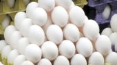 چرا تولید تخم‌مرغ در خراسان رضوی ۶۰ تا ۷۰ تن کاهش یافت؟ بحران تأمین نهاده‌ها چه تاثیری دارد؟