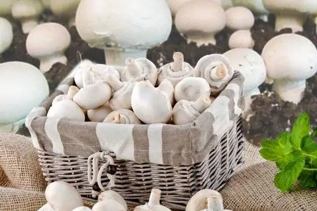 پرورش قارچ؛ فرصتی طلایی برای جوانان در دوران سربازی!