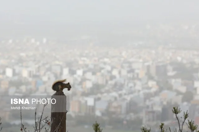 کانون گرد و غبار شمال گلستان در مسیر احیا؛ آیا نفس تازه‌ای برای طبیعت خشکیده می‌آید؟