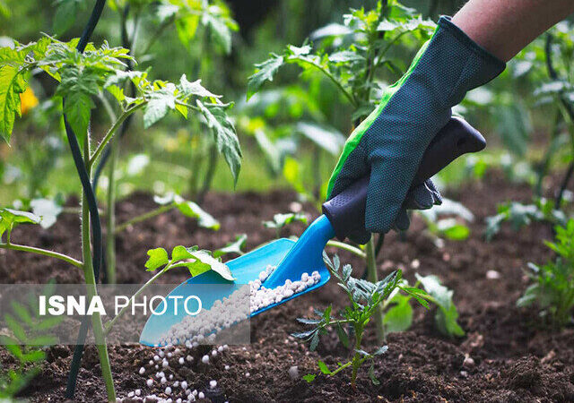 توزیع بی‌سابقه ۹۶ هزار تُن کود یارانه‌ای در همدان؛ کشاورزان خوشحال از کاهش هزینه‌ها