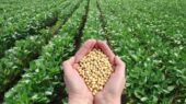 برداشت بی‌سابقه ۹۲۰ تن سویا در ساری؛ رکوردی حیرت‌انگیز در سال خشکسالی