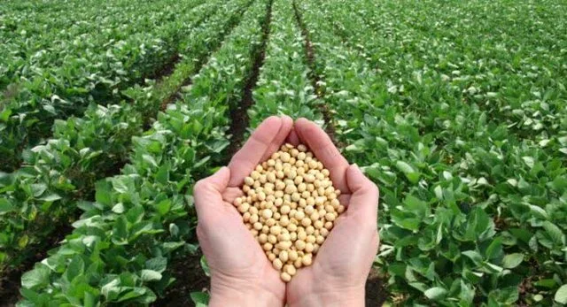 برداشت بی‌سابقه ۹۲۰ تن سویا در ساری؛ رکوردی حیرت‌انگیز در سال خشکسالی