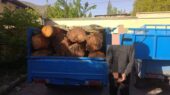 بازداشت ۴ قرقبان مازندران در دام تبانی خطرناک با قاچاقچیان چوب!