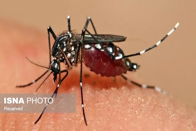 رئیس شبکه بهداشت طارم: هنوز هیچ مورد تب دنگی در شهرستان گزارش نشده است!