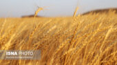 صرفه‌جویی حیرت‌انگیز ۴۰۰۰ تنی گندم در خراسان رضوی با ترفند کاهش سبوس‌گیری!