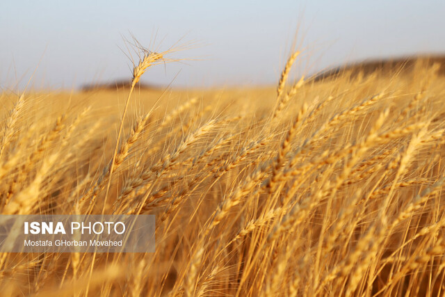 صرفه‌جویی حیرت‌انگیز ۴۰۰۰ تنی گندم در خراسان رضوی با ترفند کاهش سبوس‌گیری!
