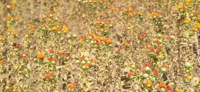 کشت گلرنگ در دهلران با رشد چشمگیر؛ راز موفقیت کشاورزان چیست؟