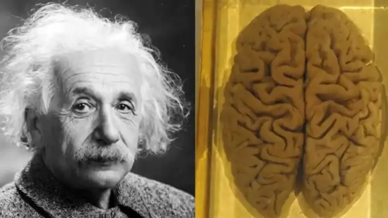 راز دزدیده شدن مغز انیشتین؛ داستانی عجیب و پرحاشیه که نمی‌دانستید!