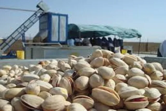 دستگیری سارقان حرفه‌ای پسته در خاتم؛ بیش از یک تن پسته سرقت شده بود!