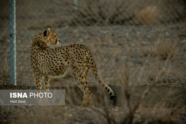 فنس‌کشی ۱۰۰ کیلومتر جاده مرگ یوزپلنگ؛ پروژه‌ای حیاتی در انتظار بودجه نجات‌بخش