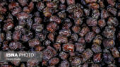 تلاش جدی فارس برای افزایش سهم صادرات ارزشمند محصولات خرما در بازار جهانی!