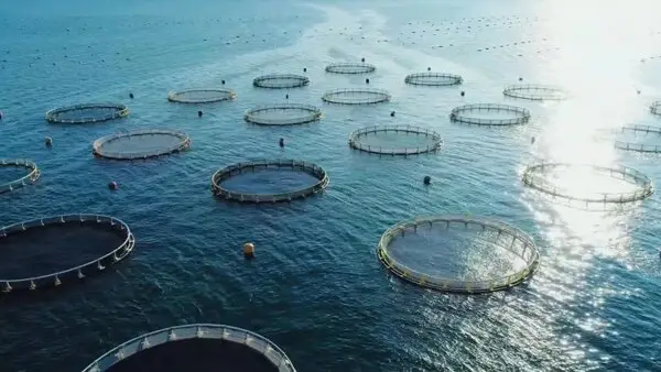 ظرفیت پرورش ماهی در قفس تا ۱۰ هزار تن قابلیت توسعه دارد