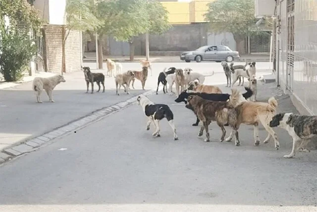 تأکید معاون استاندار کردستان بر لزوم ساماندهی اصولی سگ‌های ولگرد با مشارکت همه دستگاه‌ها