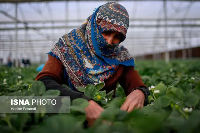 ۴۰ هکتار گلخانه غیرفعال در خراسان شمالی؛ پشت پرده توقف کشاورزی مدرن چیست؟