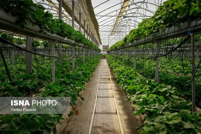 ۲.۵ هکتار به مساحت گلخانه‌های بجنورد افزوده شد