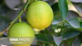 پیش‌بینی تولید ۲۰۰۰ تن لیموشیرین در کرمانشاه