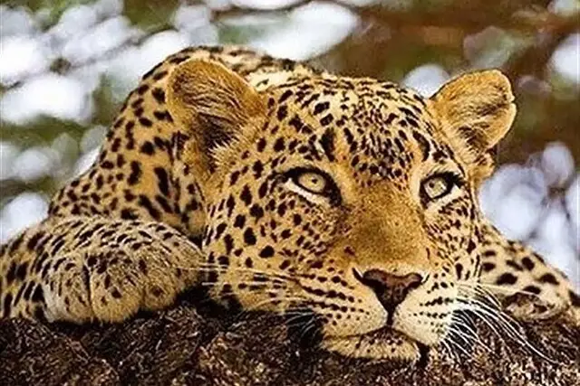 شکار لحظه‌ای و هیجان‌انگیز از پلنگ ایرانی در عمق پارک ملی صیدوا + ویدئو خاص