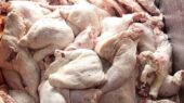 چرا صادرات مرغ و تخم‌مرغ خراسان جنوبی به افغانستان باید فوراً توسعه یابد؟