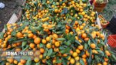 آغاز برداشت مرکبات در شهرستان بم/ پیش‌بینی برداشت ۱۶ هزار تن محصول