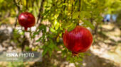 مهار حیرت‌انگیز مگس مدیترانه‌ای در اردکان؛ انار ارگانیک با خسارت کمتر از ۱۰ درصد حفظ شد!