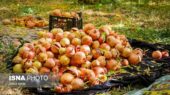 برداشت ۲۰ هزار تن انار در نطنز؛ خشکسالی و آفت‌ها چالش کشاورزان شدند!