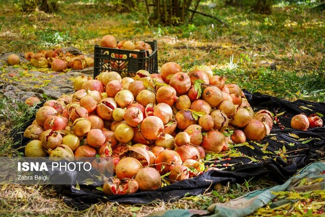 برداشت ۲۰ هزار تن انار در نطنز؛ خشکسالی و آفت‌ها چالش کشاورزان شدند!