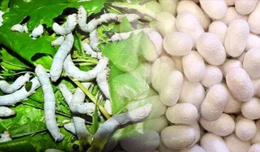 خراسان شمالی برای اولین‌بار ۱۲۰ هزار نهال توت استاندارد تولید کرد؛ نوغانداران خوشحال باشند!