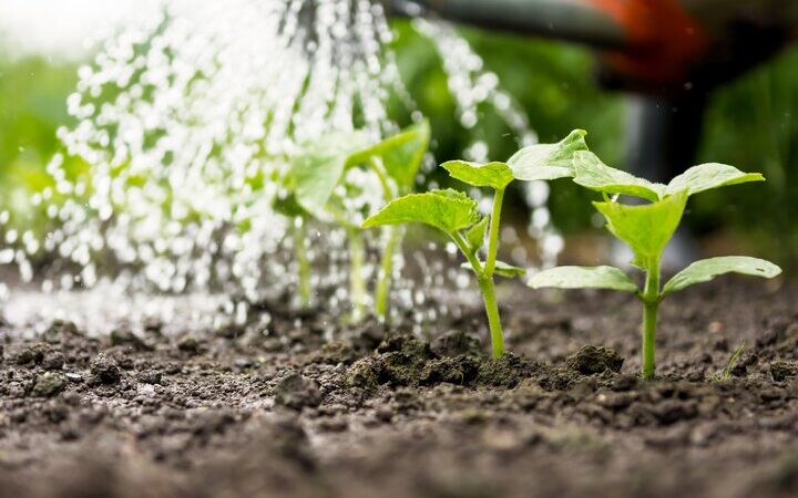 کاهش حیرت‌انگیز ۲۰ درصدی مصرف آب در دشت‌های فارس با الگوی کشت هوشمندانه!