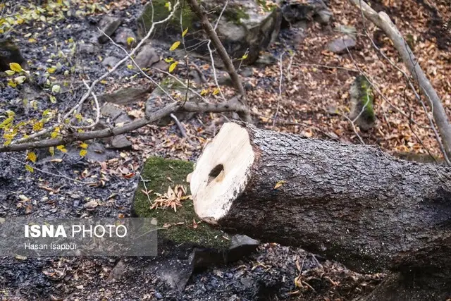 هشدار جدی در گلستان: آتش‌سوزی و سقوط شاخه‌های خطرناک در کمین مردم!