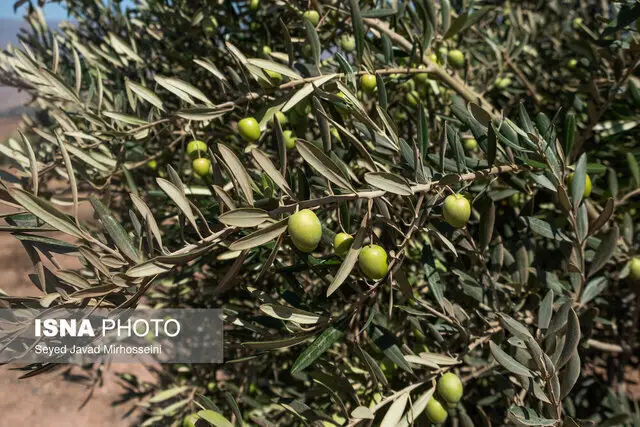 رئیس انجمن زیتون زنجان: چرا توسعه صنایع زیتون در استان قفل شده است؟