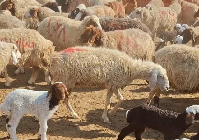 نوسان قیمت دام ادامه دارد/ یارانه‌ها فقط بخشی از هزینه‌ها را پوشش می‌دهند