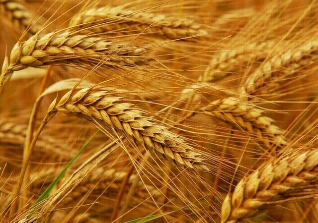 محکومیت سنگین ۱۸۰ میلیاردی برای عرضه غیرمجاز گندم در لرستان؛ پرونده‌ای که تکان‌دهنده بود!