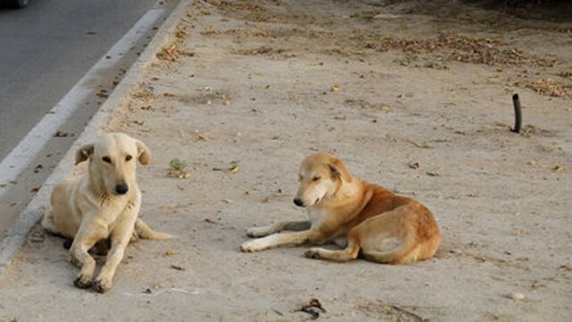 بحران سگ‌های ولگرد در دانشگاه اصفهان؛ چرا هیچ نهادی مسئولیت نمی‌پذیرد؟