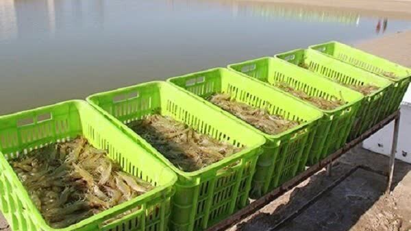 رشد شگفت‌انگیز ۱۰۰ درصدی تولید میگو در مکران؛ راز موفقیت پایدار جنوب ایران!