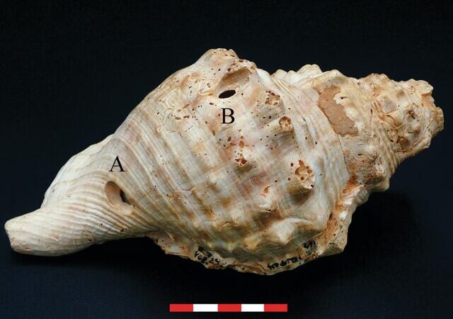 با صدف موسیقی می‌نواختند